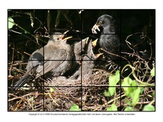 Puzzle-Amsel-5.pdf